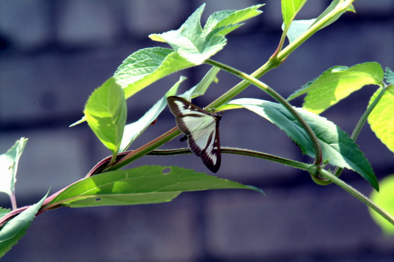 회양목명나방 Glyphodes perspectalis (Box-tree Pyralid Moth); DISPLAY FULL IMAGE.
