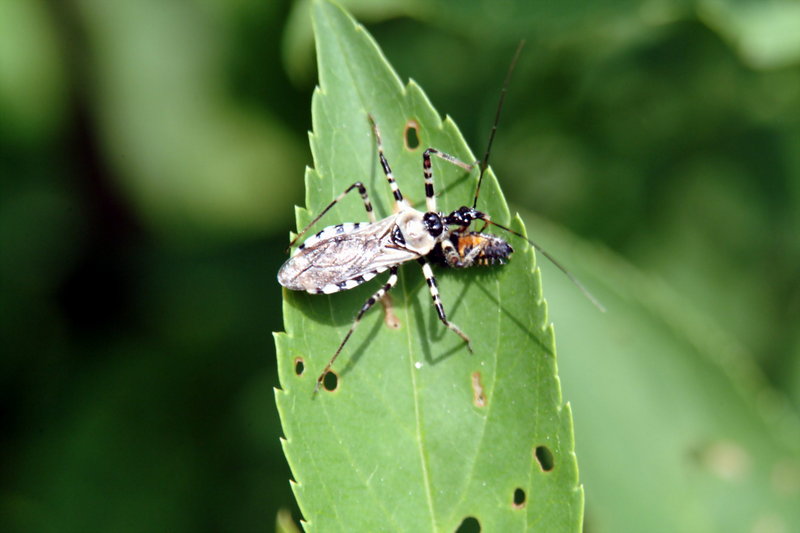 무당벌레 애벌레를 포식하는 다리무늬침노린재 Sphedanolestes impressicollis (Assassin Bug); DISPLAY FULL IMAGE.