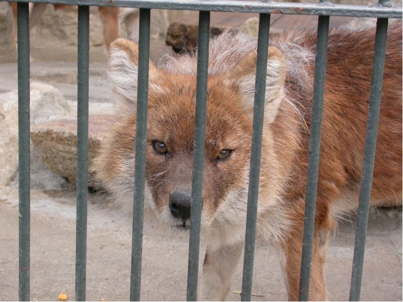 Dhole (Cuon alpinus)[승냥이(아시아들개)]; DISPLAY FULL IMAGE.