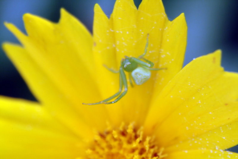꽃게거미 Misumenops tricuspidatus (Crab Spider); DISPLAY FULL IMAGE.