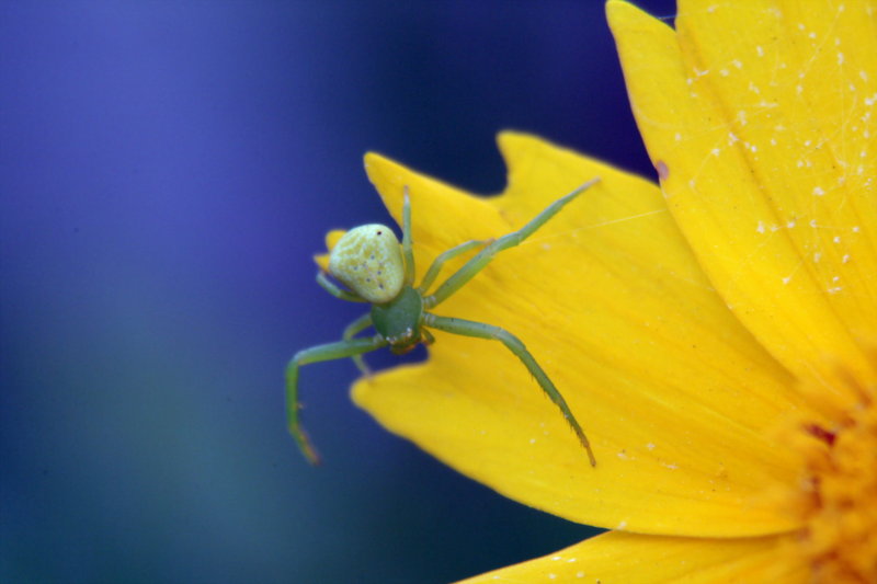 꽃게거미 Misumenops tricuspidatus (Crab Spider); DISPLAY FULL IMAGE.