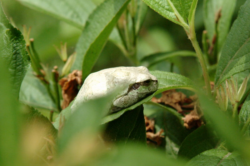 회색 청개구리 Hyla arborea japonica (Far Eastern tree frog); DISPLAY FULL IMAGE.