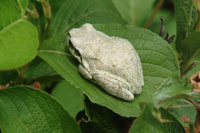 회색 청개구리 Hyla arborea japonica (Far Eastern tree frog); DISPLAY FULL IMAGE.