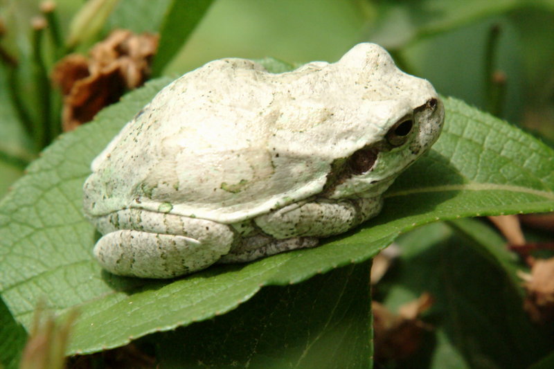 회색 청개구리 Hyla arborea japonica (Far Eastern tree frog); DISPLAY FULL IMAGE.