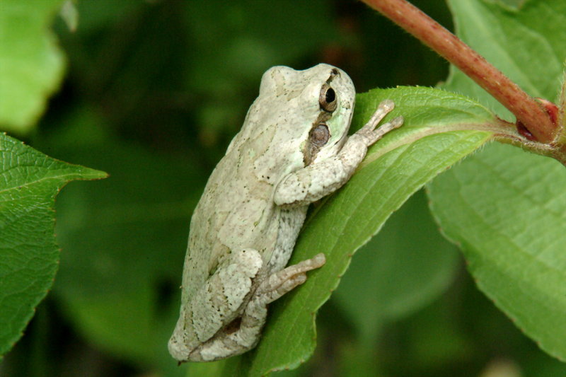 회색 청개구리 Hyla arborea japonica (Far Eastern tree frog); DISPLAY FULL IMAGE.