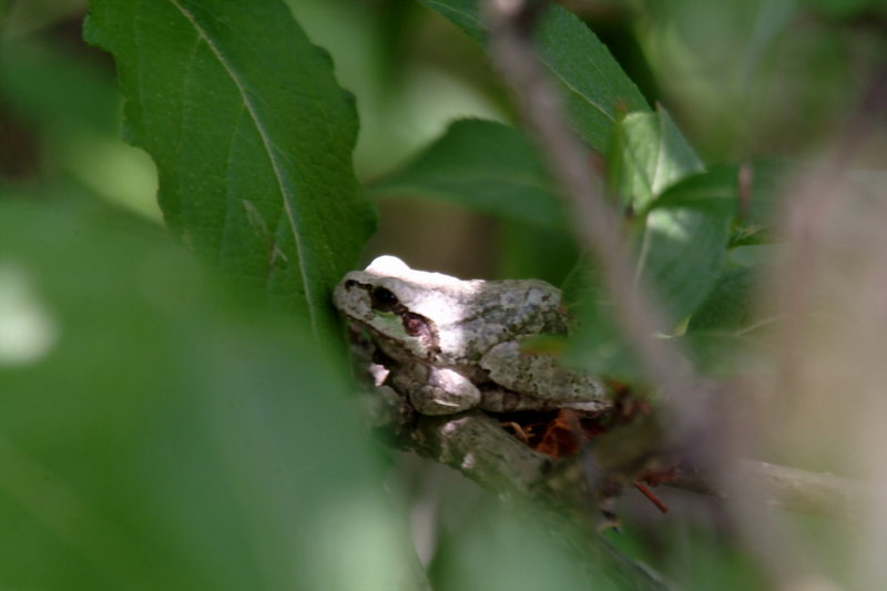 회색 청개구리 Hyla arborea japonica (Far Eastern tree frog); DISPLAY FULL IMAGE.