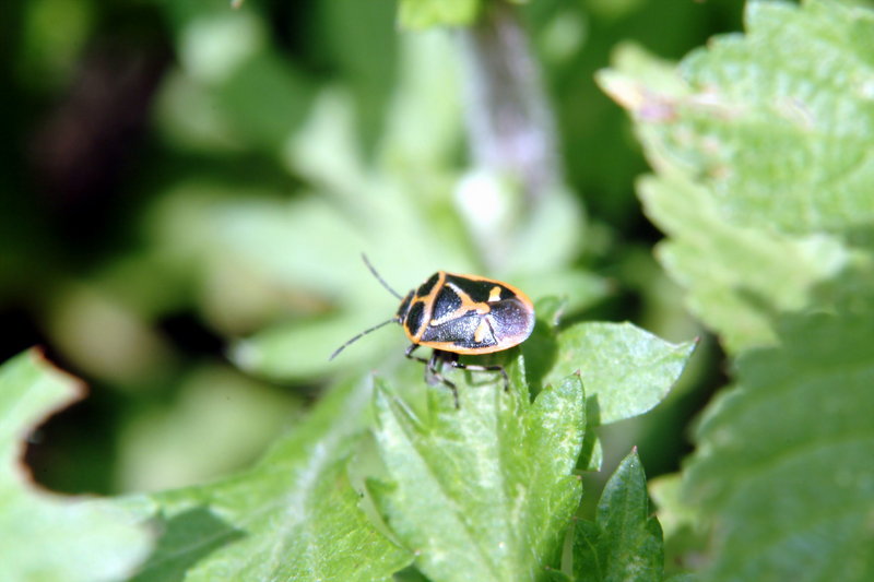 북쪽비단노린재 Eurydema gebleri (Northern Silk Stink Bug); DISPLAY FULL IMAGE.