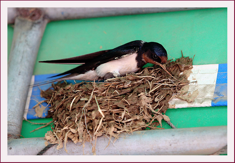 지금은 공사중 / 제비 | 제비 Hirundo rustica (Barn Swallow); DISPLAY FULL IMAGE.