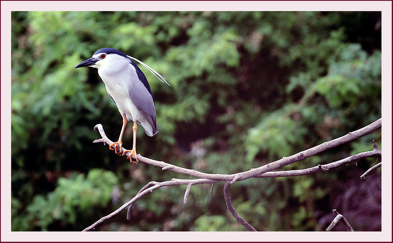 해오라기 | 해오라기 Nycticorax nycticorax (Black-crowned Night Heron); DISPLAY FULL IMAGE.