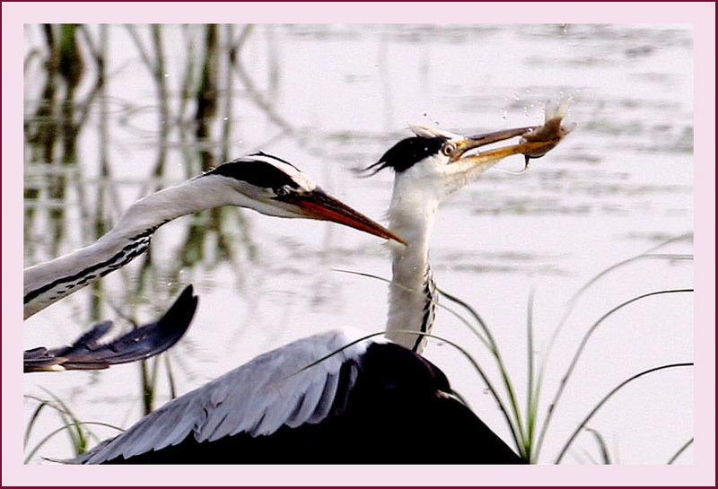 내가 먼저 잡았다니까 !! | 왜가리 Ardea cinerea (Gray Heron); DISPLAY FULL IMAGE.