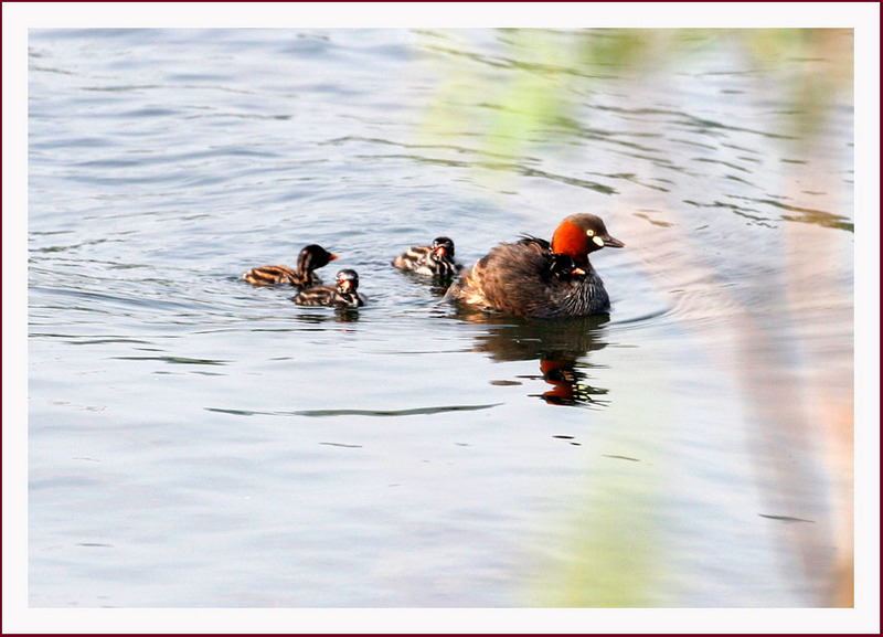 논병아리 | 논병아리 Tachybaptus ruficollis (Little Grebe); DISPLAY FULL IMAGE.