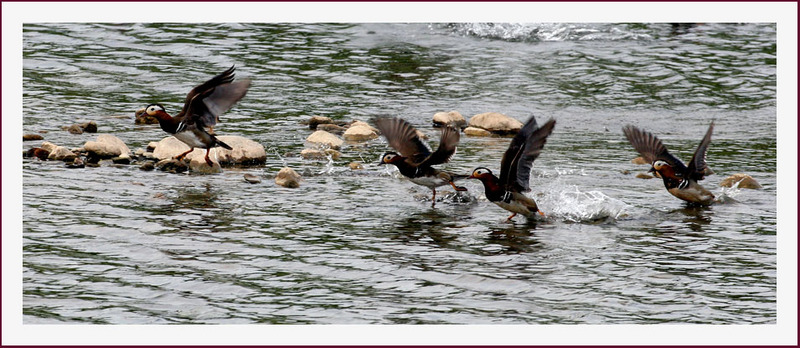 원앙의 비상 | 원앙(鴛鴦) Aix galericulata (Mandarin Duck); DISPLAY FULL IMAGE.