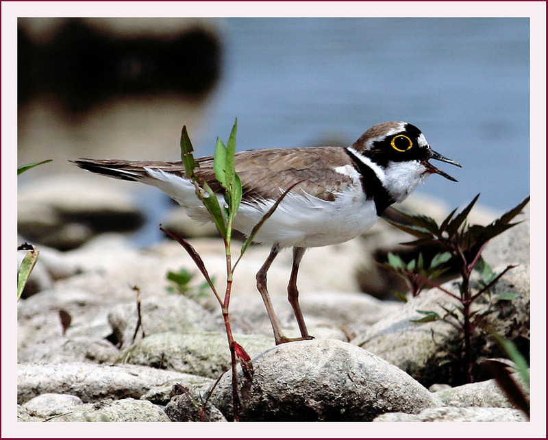 꼬마물떼새 | 꼬마물떼새 Charadrius dubius curonicus (Little Ringed Plover); DISPLAY FULL IMAGE.
