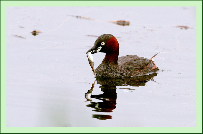 먹이를 잡아 나르는 논병아리 | 논병아리 Tachybaptus ruficollis (Little Grebe); DISPLAY FULL IMAGE.