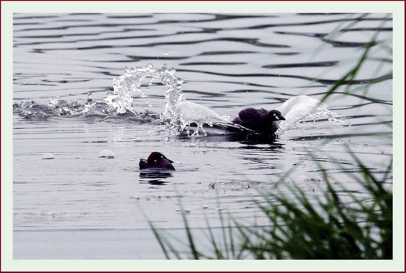 유희를 즐기는 논병아리 | 논병아리 Tachybaptus ruficollis (Little Grebe); DISPLAY FULL IMAGE.