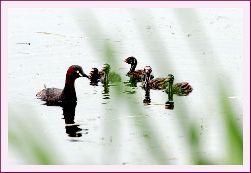 쉬잇! 얘들 놀라니까 조용히 하세요... | 논병아리 Tachybaptus ruficollis (Little Grebe); DISPLAY FULL IMAGE.