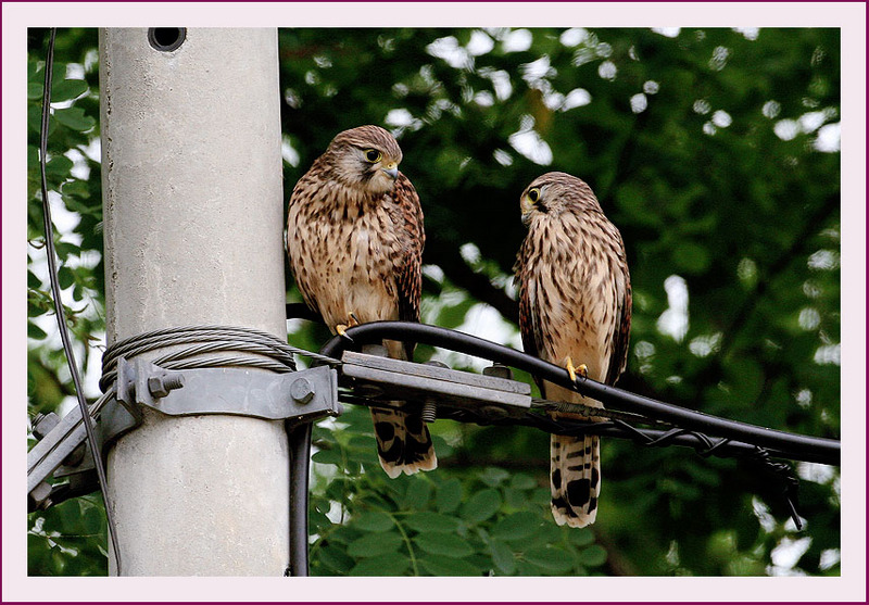 황조롱이 어린새 | 황조롱이 Falco tinnunculus (Common Kestrel); DISPLAY FULL IMAGE.