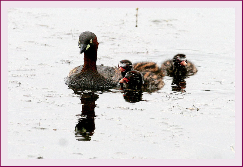 마주 바라보기 | 논병아리 Tachybaptus ruficollis (Little Grebe); DISPLAY FULL IMAGE.