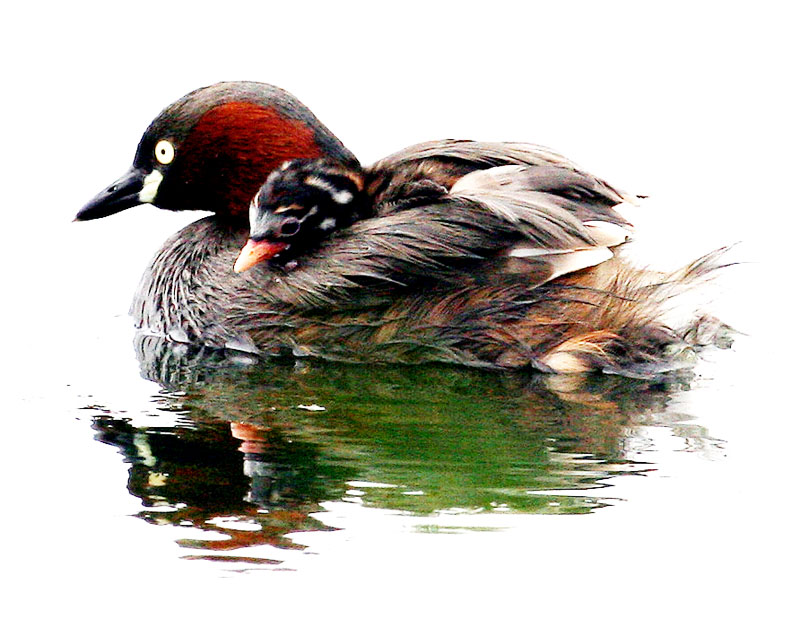 정경 | 논병아리 Tachybaptus ruficollis (Little Grebe); DISPLAY FULL IMAGE.