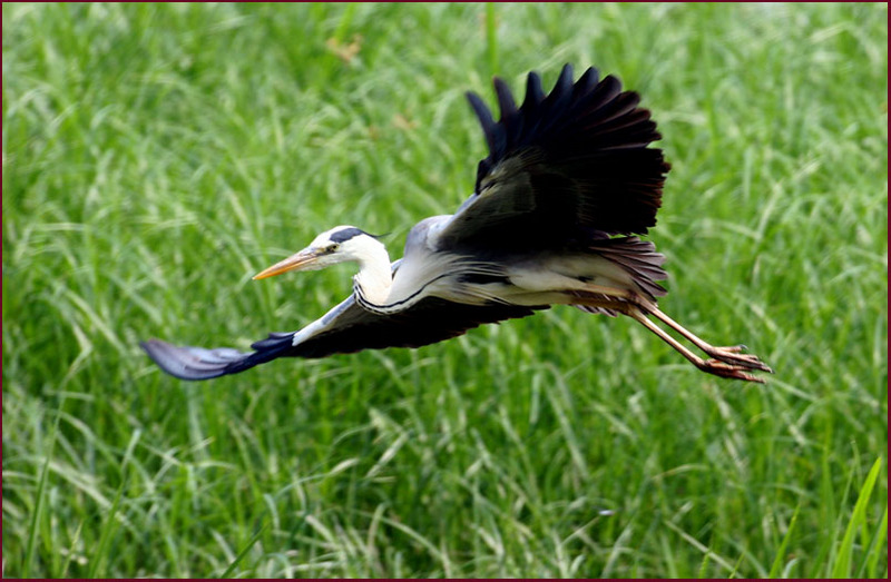 왜가리의 아름다운 날갯짓 | 왜가리 Ardea cinerea (Gray Heron); DISPLAY FULL IMAGE.