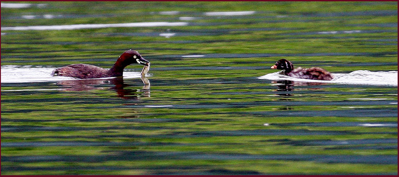 어린새에게 먹이를 주는 논병아리 어미새 | 논병아리 Tachybaptus ruficollis (Little Grebe); DISPLAY FULL IMAGE.