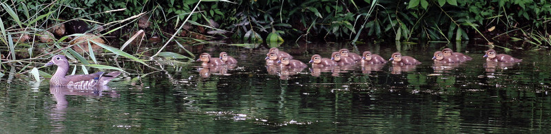 원앙이 엄마와 어린원앙새들 | 원앙(鴛鴦) Aix galericulata (Mandarin Duck); DISPLAY FULL IMAGE.