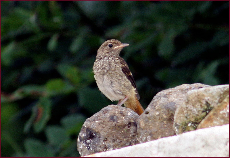 먹이를 기다리는 어린 딱새 | 딱새 Phoenicurus auroreus (Daurian Redstart); DISPLAY FULL IMAGE.