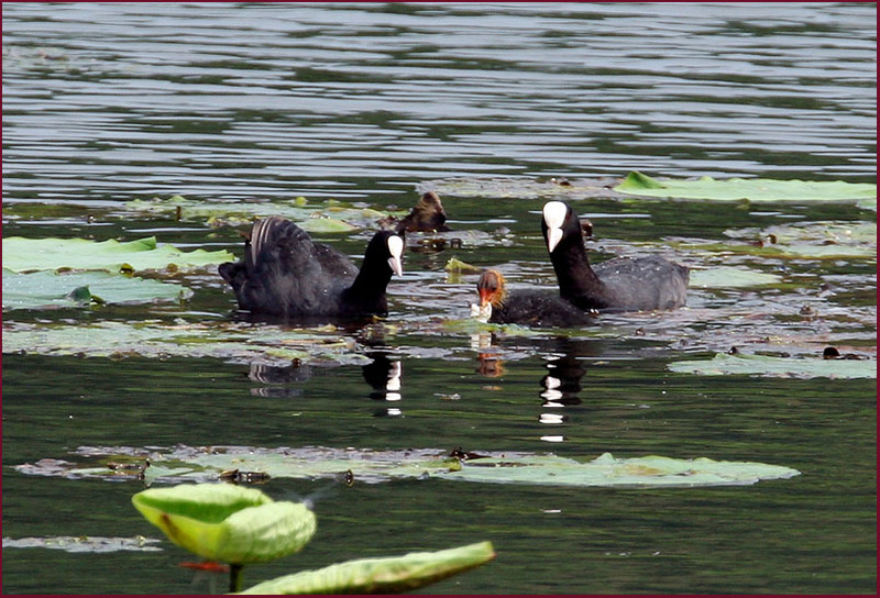 어린새를 돌보는 어미 물닭 | 물닭 Fulica atra (Eurasian Coot); DISPLAY FULL IMAGE.