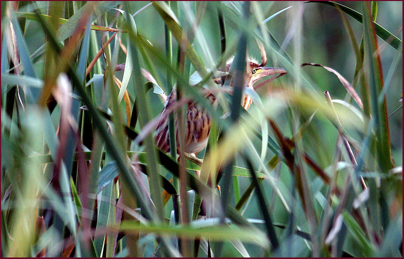 덤불해오리기 어린새 | 덤불해오라기 Ixobrychus sinensis (Chinese Little Bittern); DISPLAY FULL IMAGE.