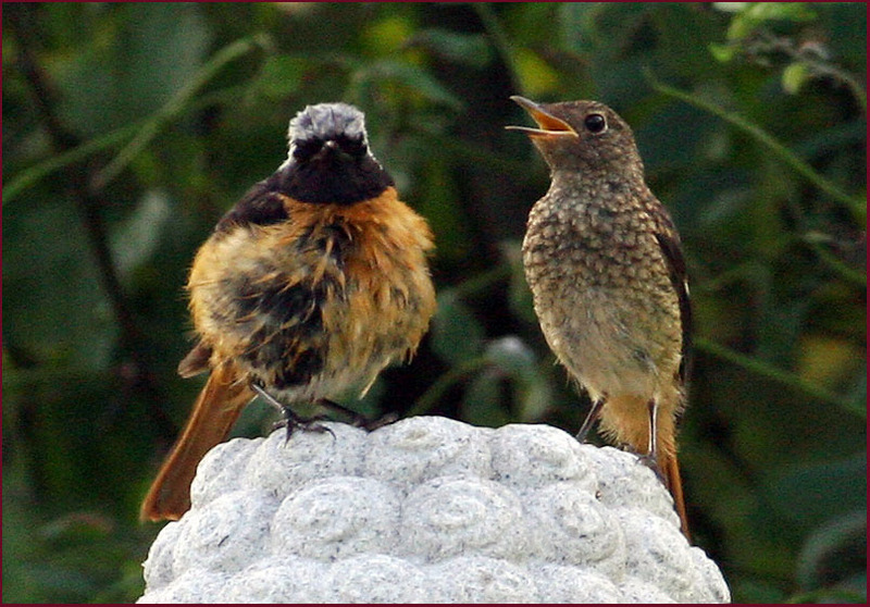 먹이를 보채는 어린 딱새 | 딱새 Phoenicurus auroreus (Daurian Redstart); DISPLAY FULL IMAGE.