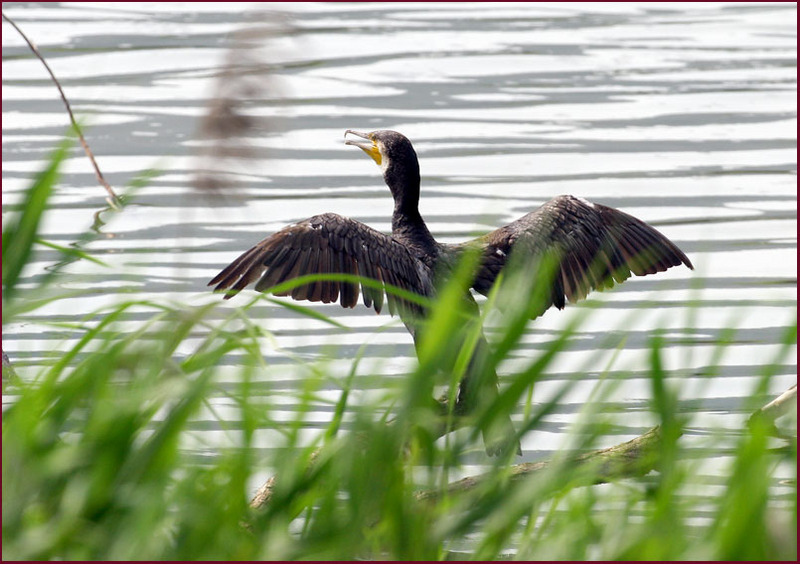 깃털을 말리는 가마우지 | 민물가마우지 Phalacrocorax carbo (Great Cormorant); DISPLAY FULL IMAGE.