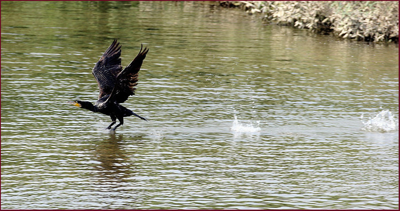 달려라 가마우지 | 민물가마우지 Phalacrocorax carbo (Great Cormorant); DISPLAY FULL IMAGE.