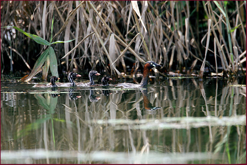 육안으로는 놓치기 쉽죠 | 논병아리 Tachybaptus ruficollis (Little Grebe); DISPLAY FULL IMAGE.
