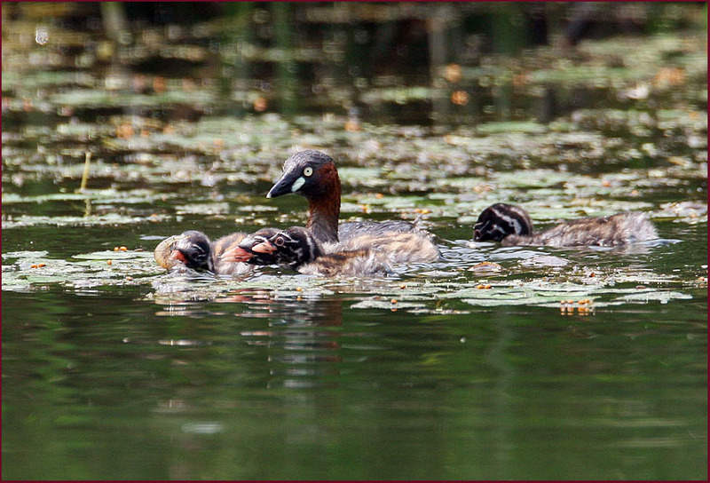 어린 논병아리의 먹이는? | 논병아리 Tachybaptus ruficollis (Little Grebe); DISPLAY FULL IMAGE.