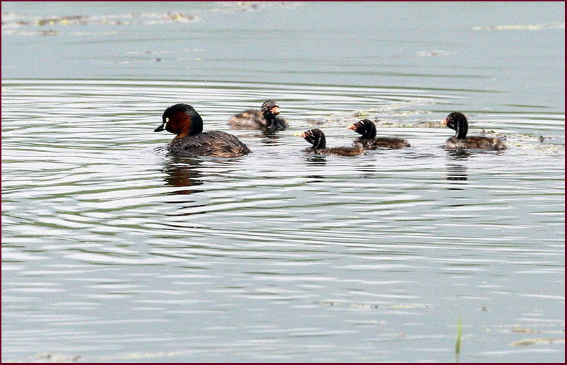 어미가 교대로 어린새 돌보기 | 논병아리 Tachybaptus ruficollis (Little Grebe); DISPLAY FULL IMAGE.