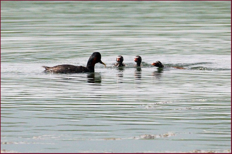 어떤 녀석에게 먹일까...? | 논병아리 Tachybaptus ruficollis (Little Grebe); DISPLAY FULL IMAGE.