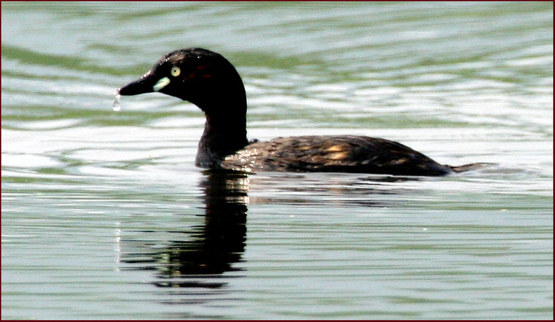 땀 흘리는 논병아리 어미새 | 논병아리 Tachybaptus ruficollis (Little Grebe); DISPLAY FULL IMAGE.