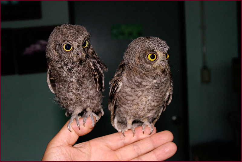 어린소쩍새 | 소쩍새 Otus scops stictonotus (Eurasian Scops Owl); DISPLAY FULL IMAGE.