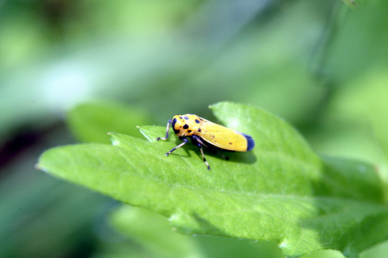 끝검은말매미충 Bothrogonia japonica (Black-tipped leafhopper); DISPLAY FULL IMAGE.