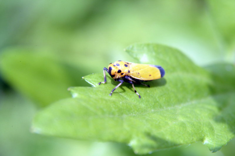 끝검은말매미충 Bothrogonia japonica (Black-tipped leafhopper); DISPLAY FULL IMAGE.