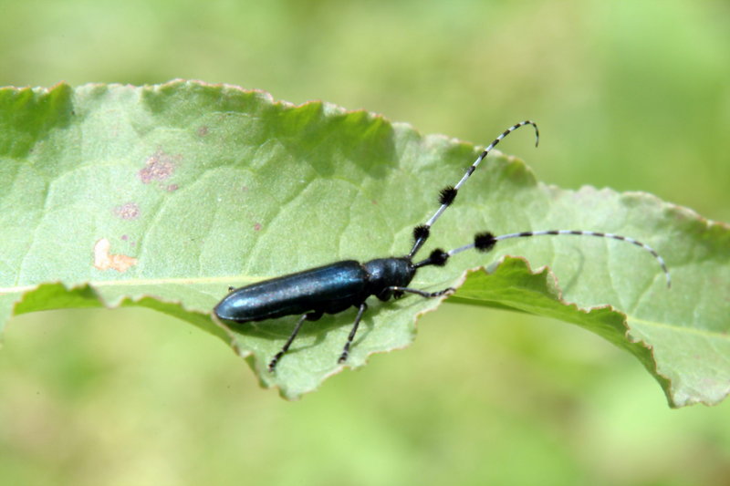 남색초원하늘소 Agapanthia pilicornis (Agapanthia Long-horned Beetle); DISPLAY FULL IMAGE.