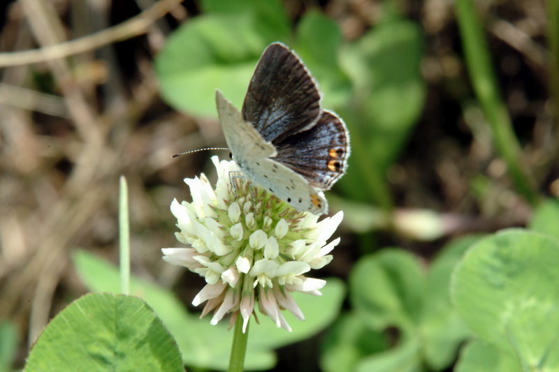 암먹부전나비 Everes argiades (Short-tailed Blue Butterfly); DISPLAY FULL IMAGE.