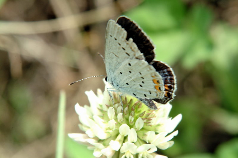 암먹부전나비 Everes argiades (Short-tailed Blue Butterfly); DISPLAY FULL IMAGE.