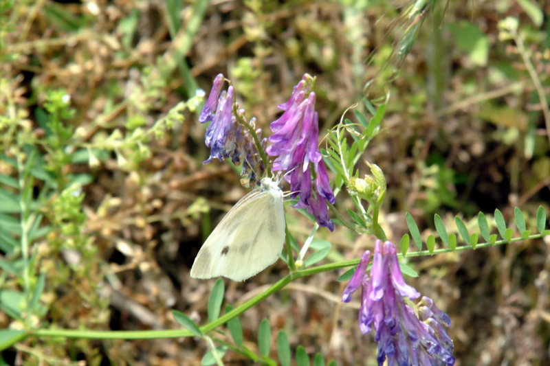 배추흰나비 Artogeia rapae (Common Cabbage White Butterfly); DISPLAY FULL IMAGE.