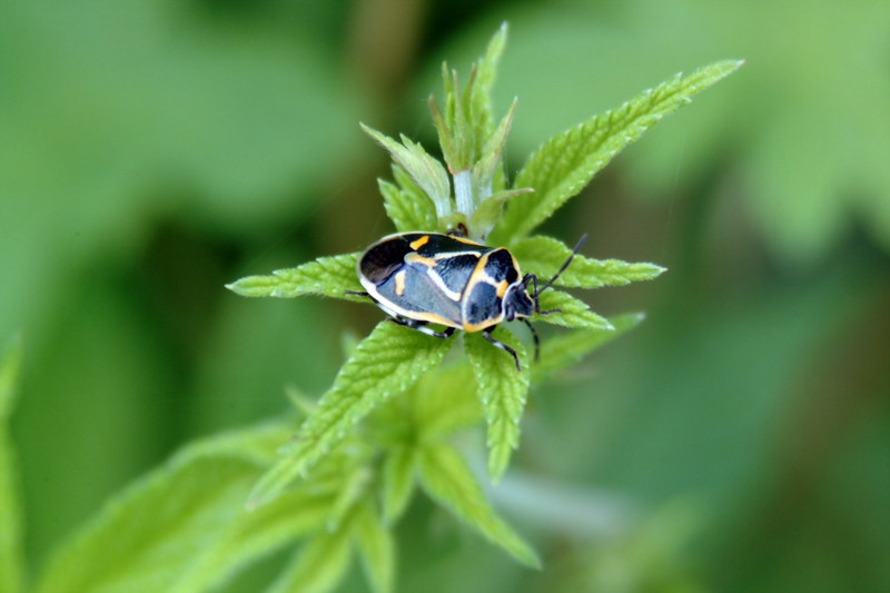 북쪽비단노린재 Eurydema gebleri (Northern Silk Stink Bug); DISPLAY FULL IMAGE.