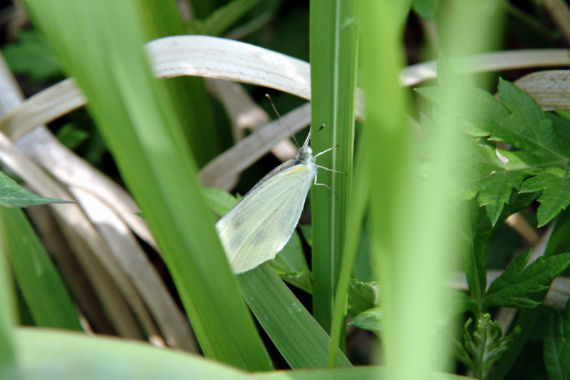 배추흰나비 Artogeia rapae (Common Cabbage White Butterfly); DISPLAY FULL IMAGE.