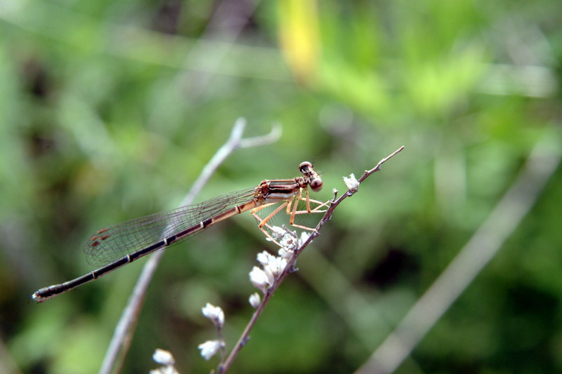 실잠자리 종류 (damselfly); DISPLAY FULL IMAGE.