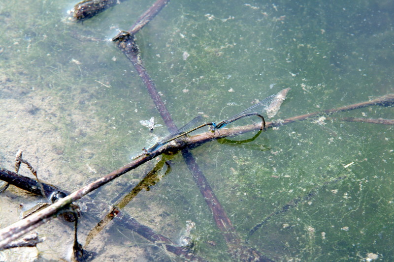 짝짓기에 이은 산란... 실잠자리 종류 (damselfly); DISPLAY FULL IMAGE.