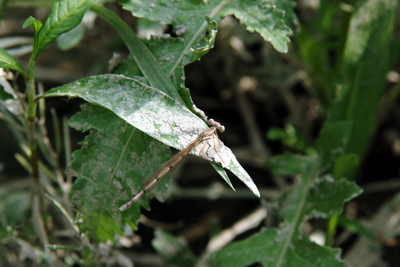 실잠자리 종류 (damselfly); DISPLAY FULL IMAGE.