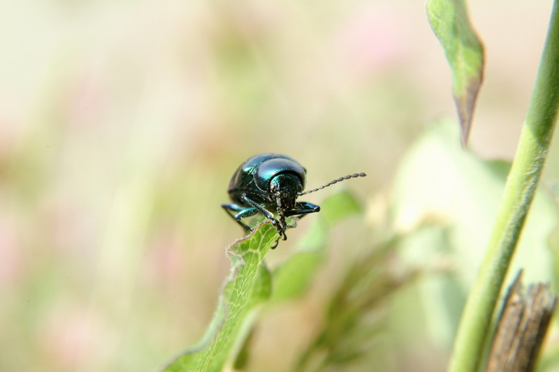 중국청람색잎벌레 Chrysochus chinensis (Chinese Chrysochus Leaf Beetle); DISPLAY FULL IMAGE.